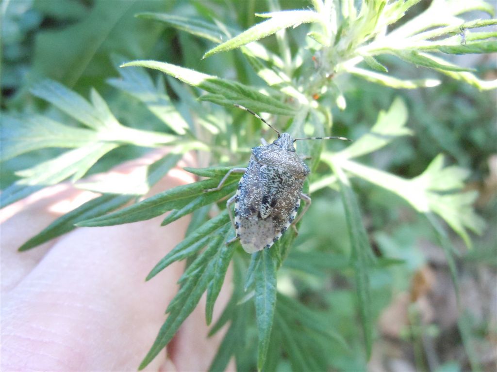 Pentatomidae:  Rhaphigaster nebulosa